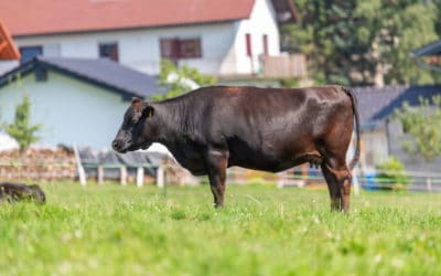 The Art of Raising Wagyu Cattle